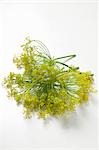 Dill flower heads