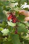 Hand reaching for redcurrants on the bush