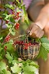 Hand holding a basket of freshly picked redcurrants