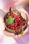 Hands holding a basket of redcurrants