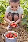 Petite fille, cueillette des fraises dans la fraiseraie