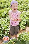 Kleines Mädchen pflückt Erdbeeren Erdbeer Feld