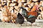 Poules devant un tas de bois