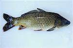 A carp