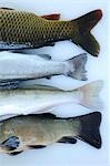 Heckflossen von vier verschiedenen Süßwasserfischen