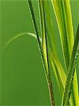 Lemon grass (close-up)