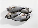 Several frozen sea bream