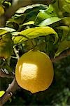 Ripe lemon on the tree (close-up)
