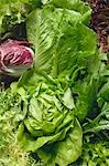 Various lettuces and salad vegetables (full-frame)