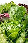 Various lettuces and salad vegetables (detail)