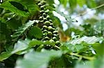 Cerises de café (grains de café non torréfiées)