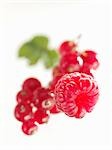 Rote Johannisbeeren und Himbeeren