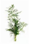 Fresh dill