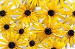 Rudbeckias