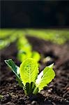 Baby Romaine Lettuce Growing in a Field