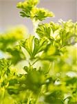 Curly parsley (close-up)