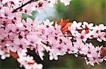 Japanese cherry blossom