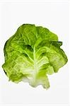 A lettuce leaf