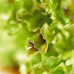 Salade frisée avec du vinaigre