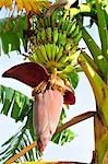 Banana plant with flower and fruit