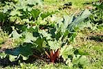 Rhubarb plant