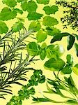 Assorted herbs (yellow background)