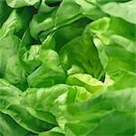 Lettuce (close-up)