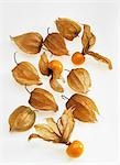 Physalis against a white background