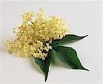 Elderflowers with leaf