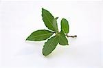 Sprig of bay leaves