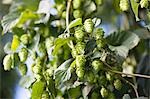 Hop plant with buds (Humulus lupos)