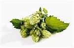 Sprig of hops