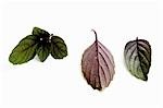 Bush basil leaves