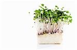 Daikon cress