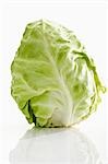 A pointed cabbage