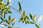 Olives on the branch