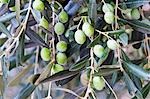 Olives on the tree