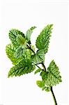 A sprig of lemon balm