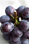 Red grapes with drops of water (close-up)