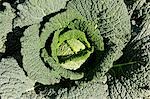 A savoy cabbage