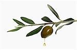 Olive oil dripping from olive on branch