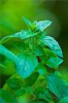 Oregano growing in a garden