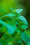 Oregano growing in a garden