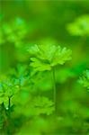 Parsley growing in a garden