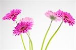 Several pink gerberas