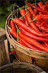 Basket of Fresh Picked Chili Peppers