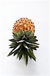 A pineapple