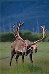 CAPTIVE: Bull caribou at the Alaska Wildlife Conservation Center during Summer in Southcentral Alaska CAPTIVE