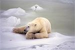 Ours polaire couché sur la glace à Churchill (Manitoba) Canada printemps