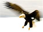 Frontal view of Bald Eagle w/talons down blurred movement Kachemak Bay Homer Spit Kenai Peninsula Alaska